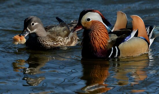 Mandarin ducks fly to Primorye Territory to nest