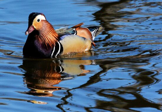 Mandarin ducks fly to Primorye Territory to nest