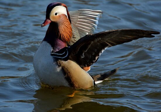 Mandarin ducks fly to Primorye Territory to nest