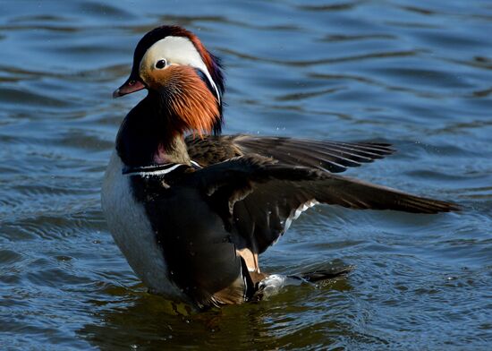 Mandarin ducks fly to Primorye Territory to nest