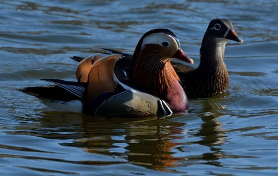 Mandarin ducks fly to Primorye Territory to nest