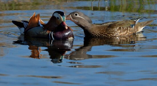 Mandarin ducks fly to Primorye Territory to nest