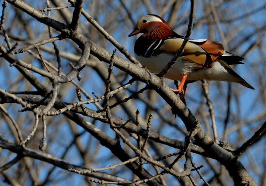 Mandarin ducks fly to Primorye Territory to nest
