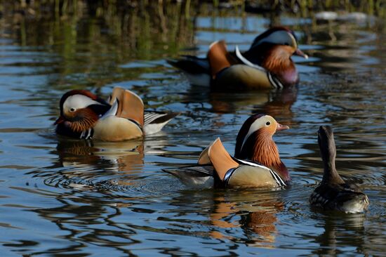 Mandarin ducks fly to Primorye Territory to nest