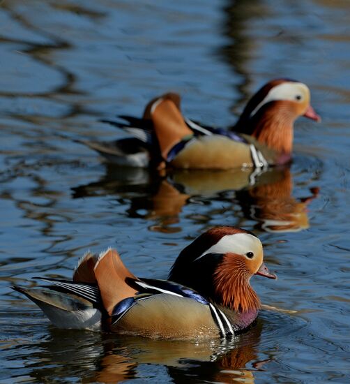 Mandarin ducks fly to Primorye Territory to nest