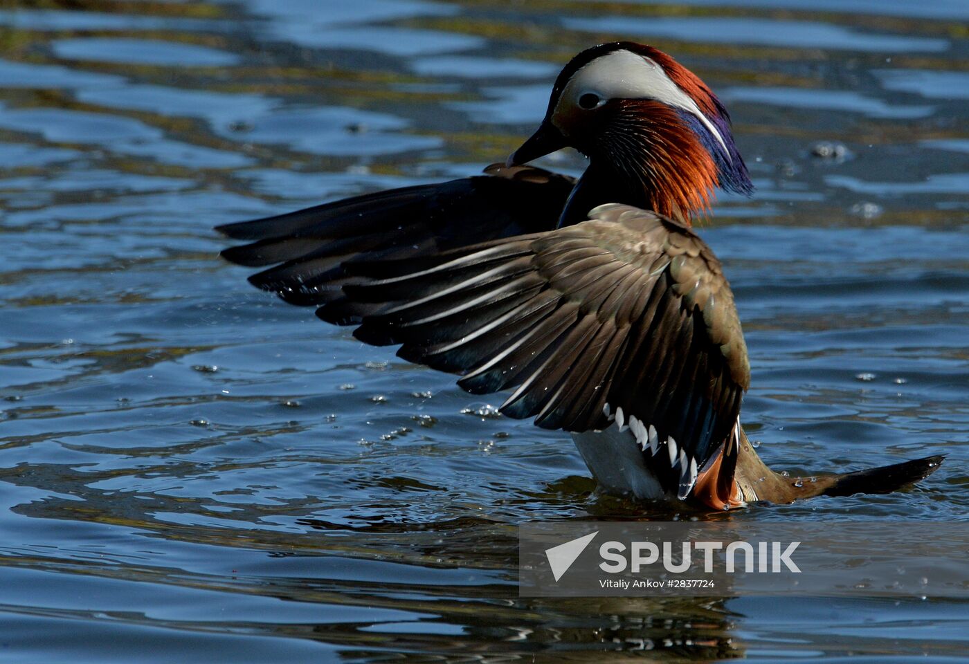 Mandarin ducks fly to Primorye Territory to nest