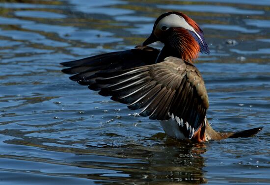 Mandarin ducks fly to Primorye Territory to nest