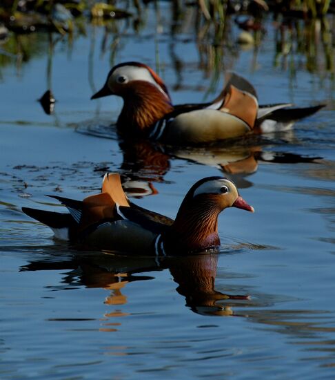 Mandarin ducks fly to Primorye Territory to nest