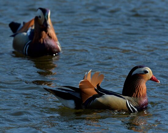 Mandarin ducks fly to Primorye Territory to nest