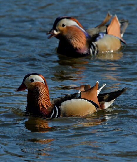 Mandarin ducks fly to Primorye Territory to nest