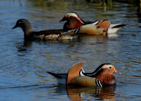 Mandarin ducks fly to Primorye Territory to nest