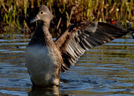 Mandarin ducks fly to Primorye Territory to nest