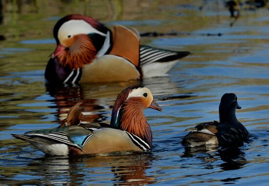 Mandarin ducks fly to Primorye Territory to nest