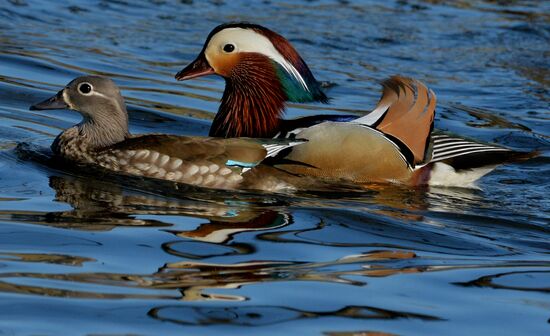 Mandarin ducks fly to Primorye Territory to nest
