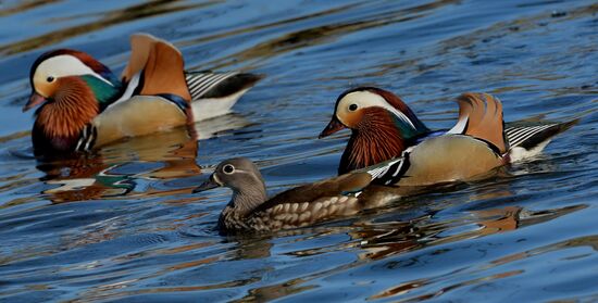 Mandarin ducks fly to Primorye Territory to nest