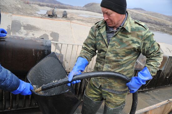 Gold extraction in Trans-Baikal Territory