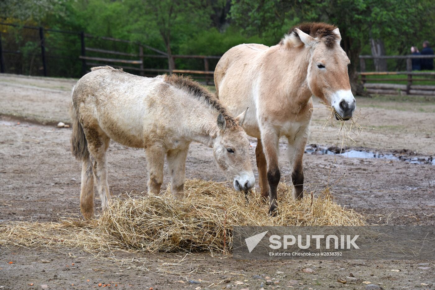 Cities of the world. Prague Zoo