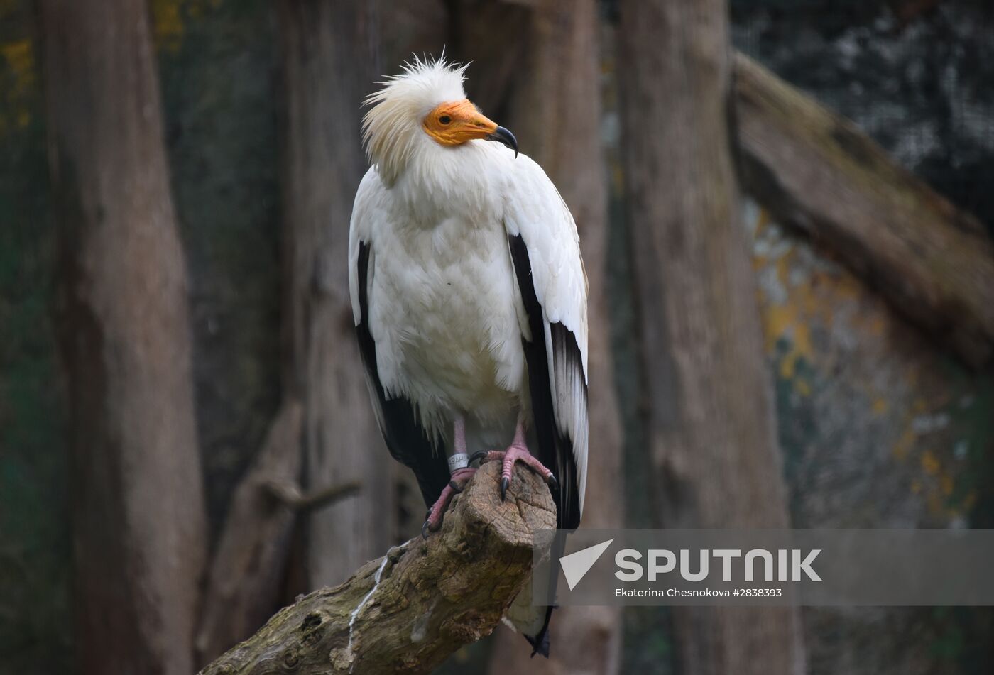 Cities of the world. Prague Zoo