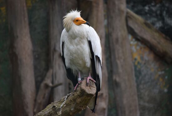 Cities of the world. Prague Zoo