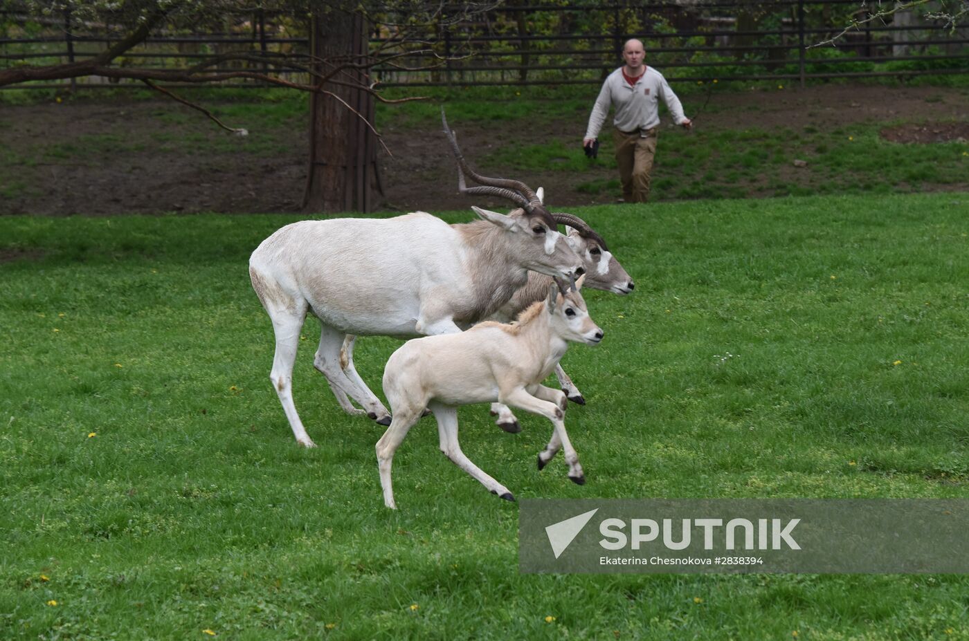 Addax antelopes at a pavilion of the Prague Zoo (Zoo Praha). Location: Czech Republic, Prague. Author: Ekaterina Chesnokova/Sputnik. Cities of the world. Prague Zoo