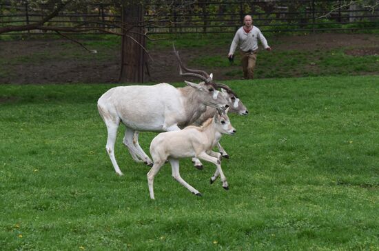 Cities of the world. Prague Zoo