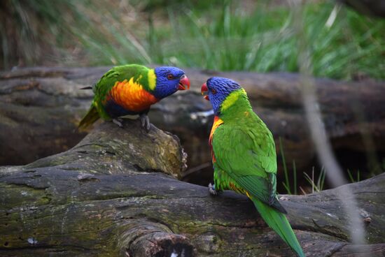 Cities of the world. Prague Zoo