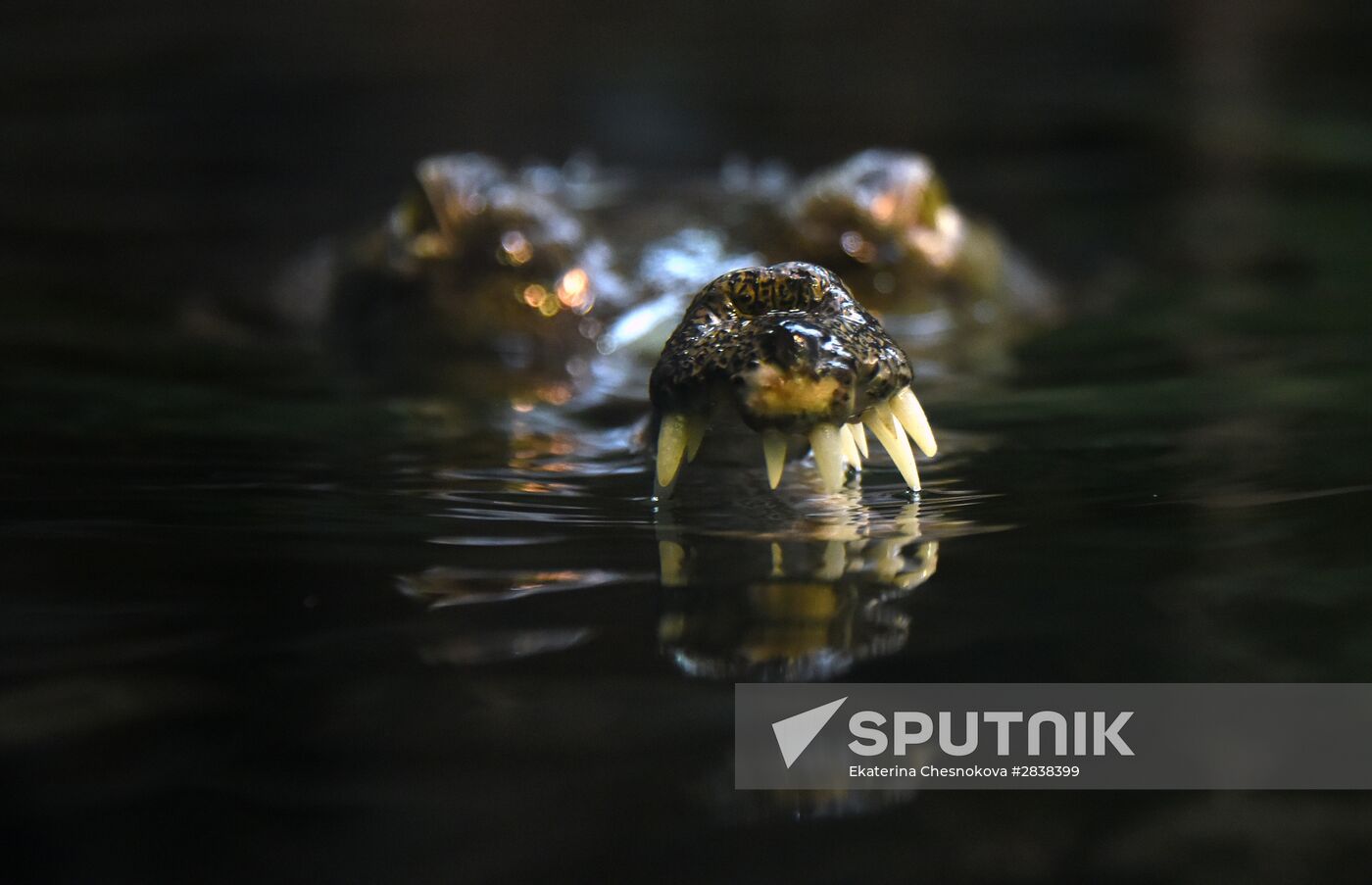 A Ganges gharial, a crocodilian of the family Gavialidae, at a pavilion of the Prague Zoo (Zoo Praha). Location: Czech Republic, Prague. Author: Ekaterina Chesnokova/Sputnik. Cities of the world. Prague Zoo