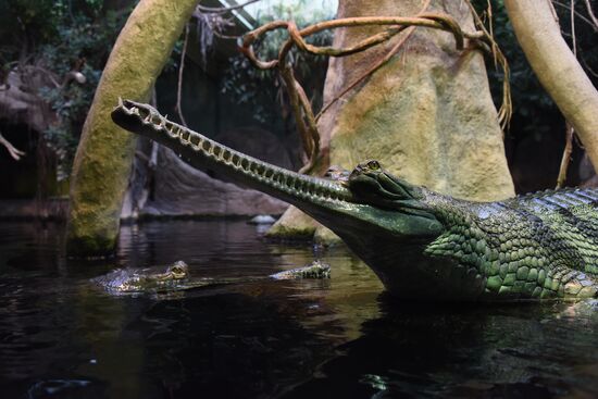 Cities of the world. Prague Zoo
