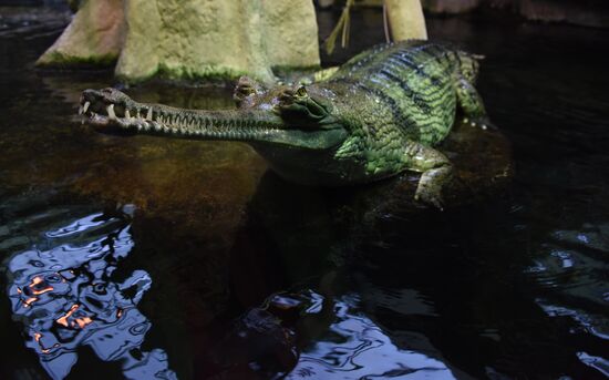 Cities of the world. Prague Zoo