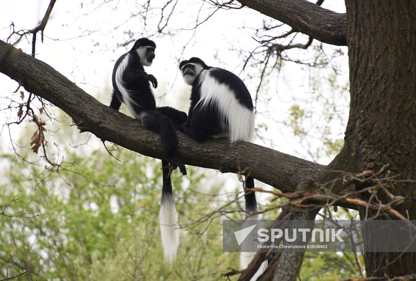 Cities of the world. Prague Zoo