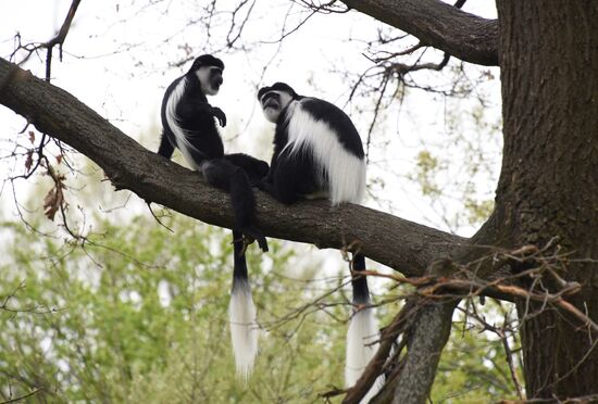 Cities of the world. Prague Zoo