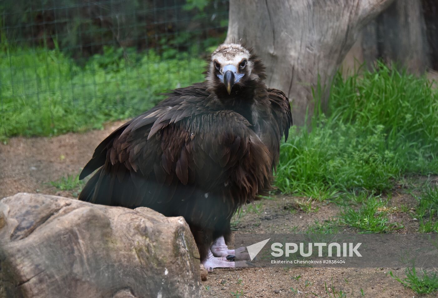 Cities of the world. Prague Zoo