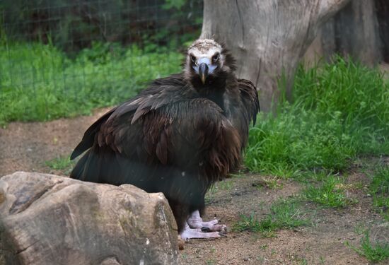Cities of the world. Prague Zoo