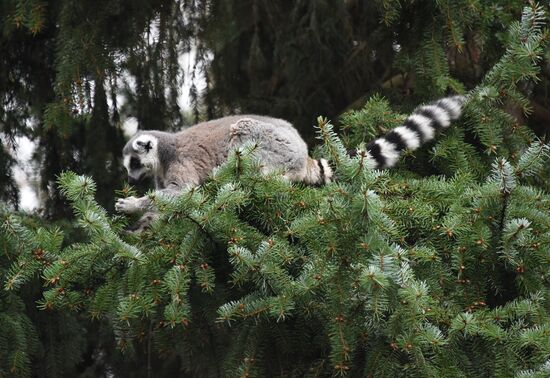 Cities of the world. Prague Zoo