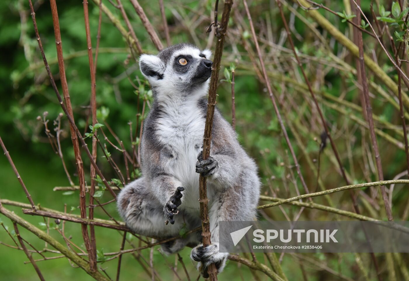 Ring-tailed lemurs at a pavilion of the Prague Zoo (Zoo Praha). Location: Czech Republic, Prague. Author: Ekaterina Chesnokova/Sputnik. Cities of the world. Prague Zoo
