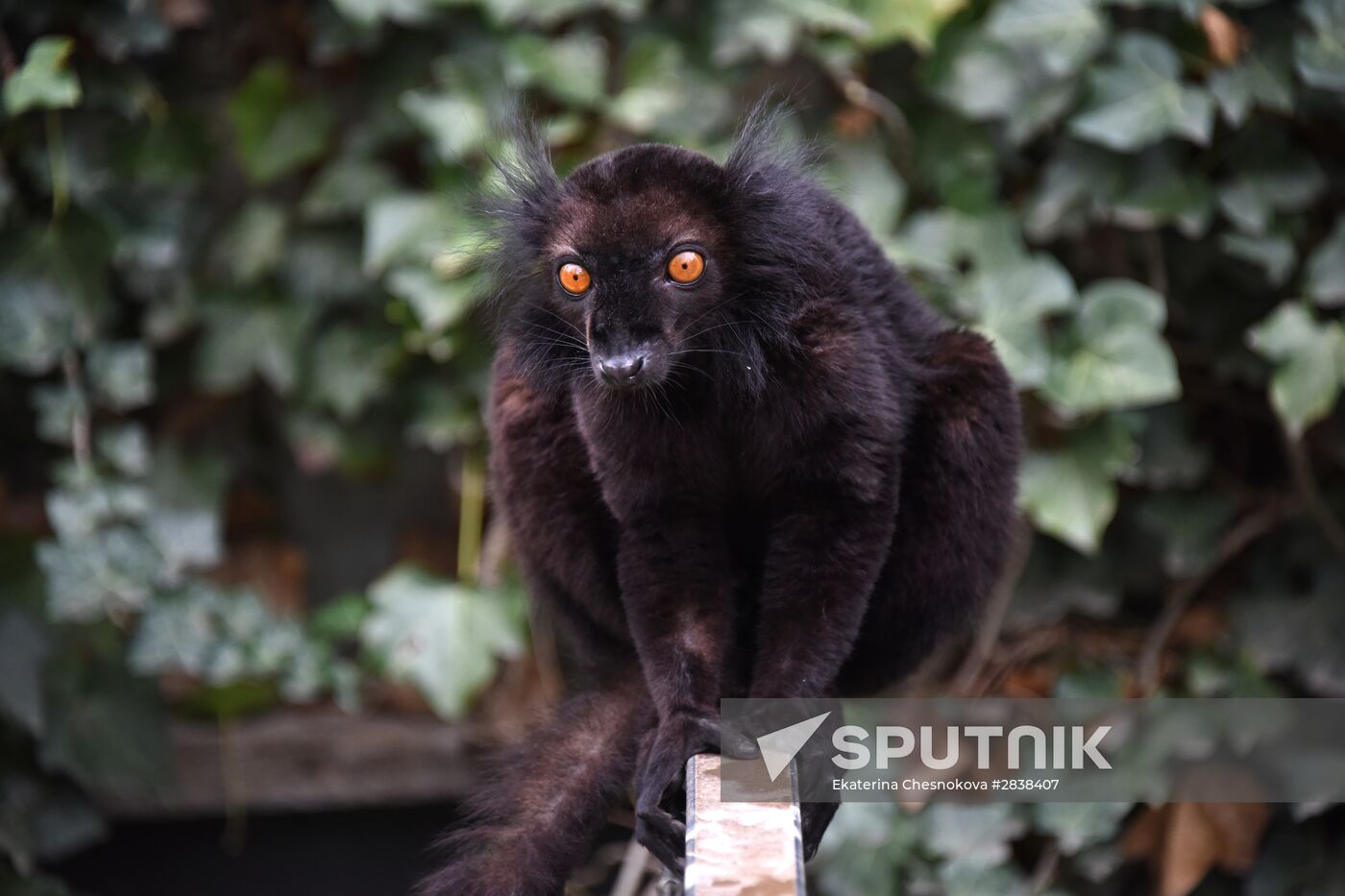 A black lemur at a pavilion of the Prague Zoo (Zoo Praha). Location: Czech Republic, Prague. Author: Ekaterina Chesnokova/Sputnik. Cities of the world. Prague Zoo