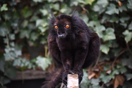 Cities of the world. Prague Zoo