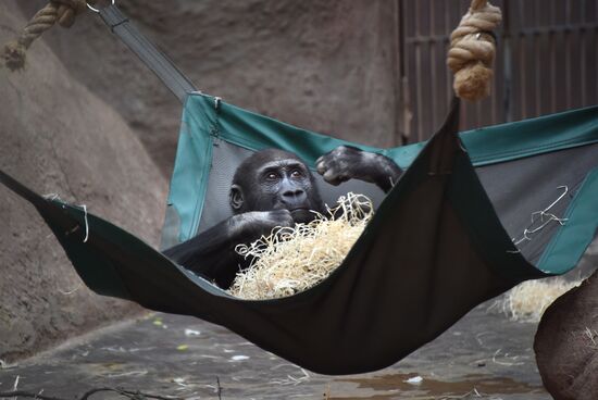 Cities of the world. Prague. Zoo