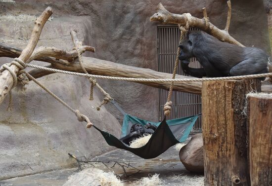 Cities of the world. Prague. Zoo