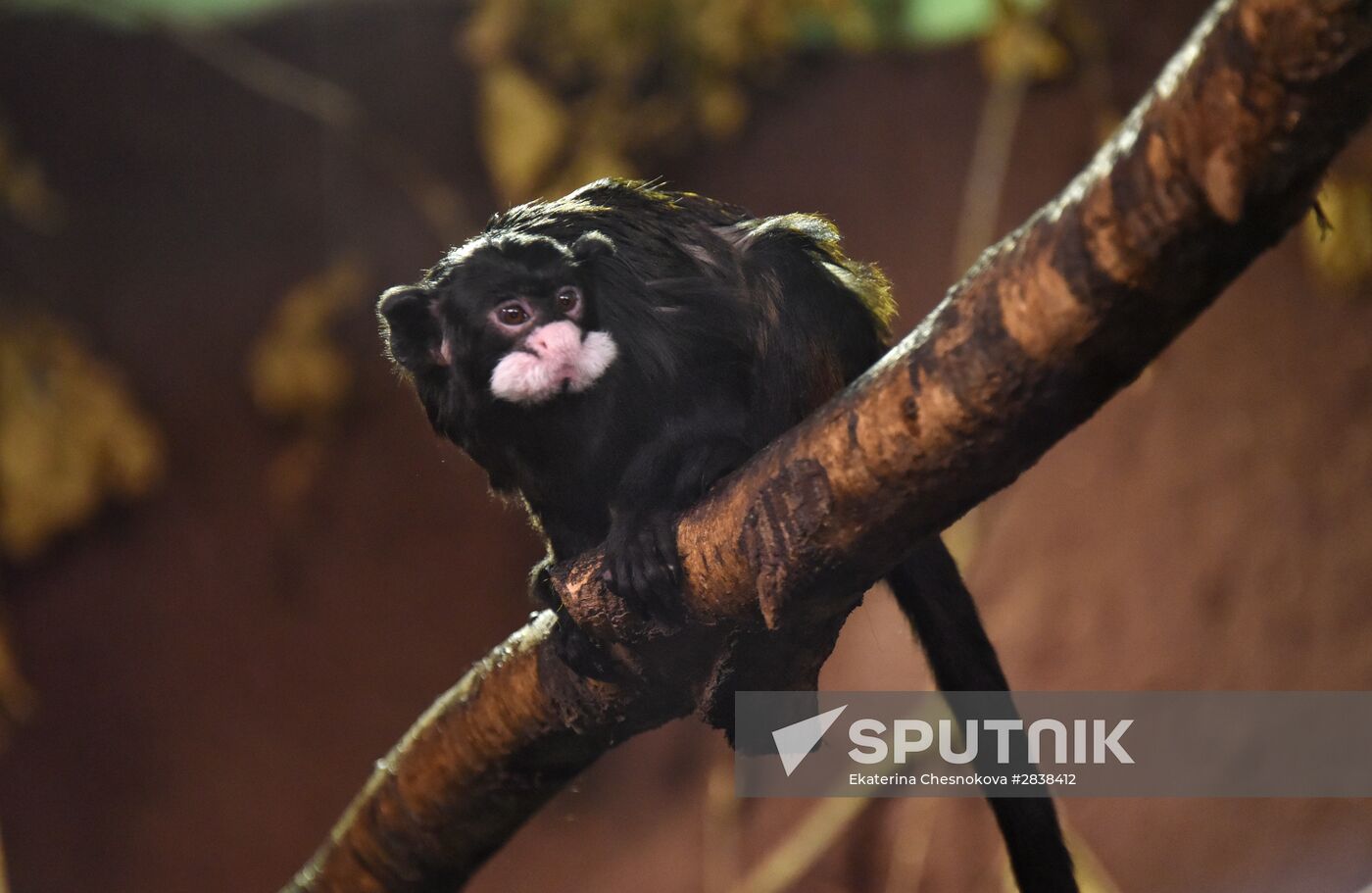 Cities of the world. Prague. Zoo