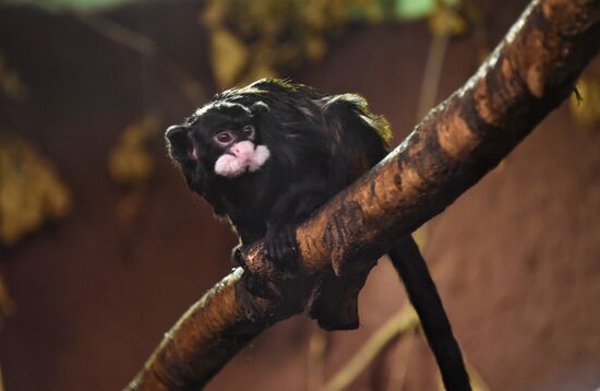 Cities of the world. Prague. Zoo