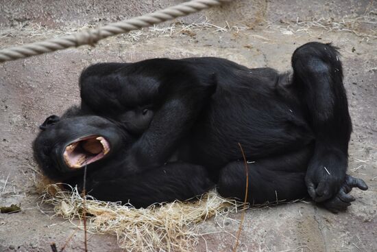 Cities of the world. Prague. Zoo