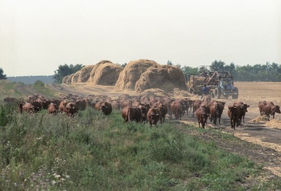 Rural life