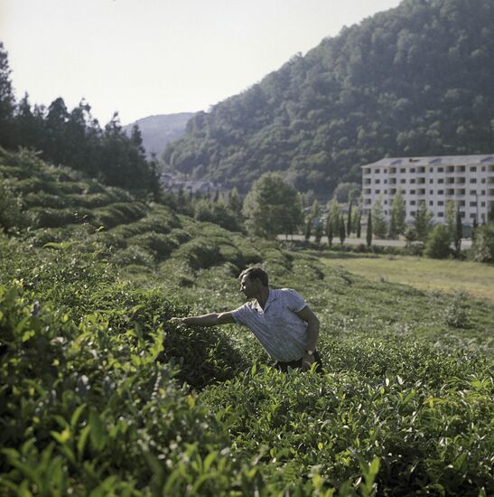 Tea plantation in Krasnodar Territory