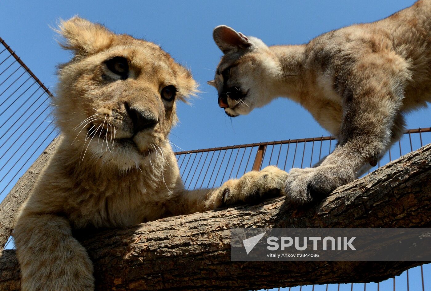 Friendship between lion and puma cubs at Chudesny Zoo