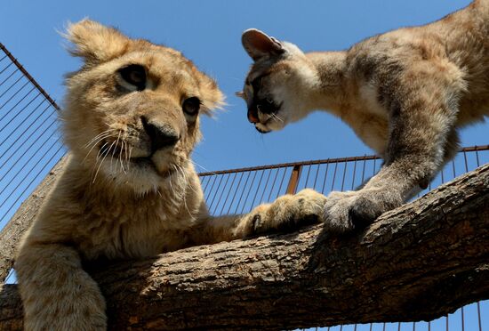 Friendship between lion and puma cubs at Chudesny Zoo