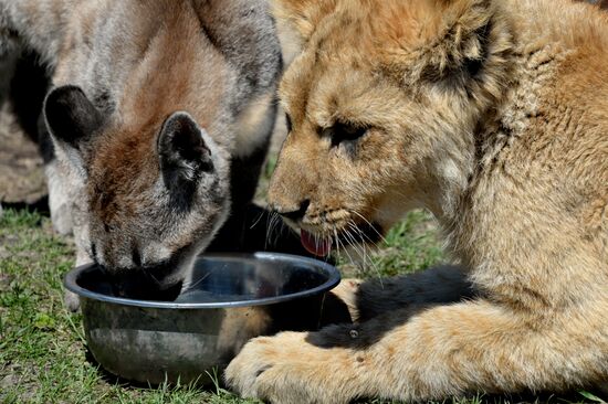 Friendship between a lion cub and a little couguar in the Chudesny Zoo.