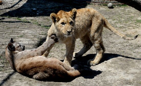 Friendship between a lion cub and a little couguar in the Chudesny Zoo.