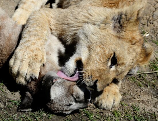 Friendship between a lion cub and a little cougar at the Chudesny Zoo