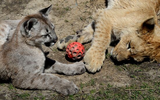 Friendship between a lion cub and a little cougar at the Chudesny Zoo.